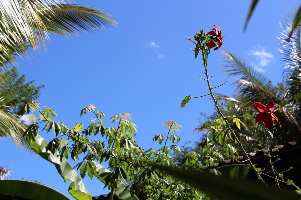 Quinta Esencia Bed and Breakfast Brasilito Buitenkant foto