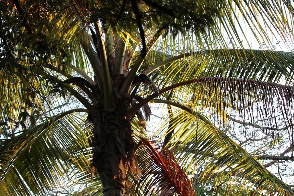 Quinta Esencia Bed and Breakfast Brasilito Buitenkant foto